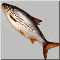 f12.gif