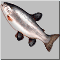 f7.gif